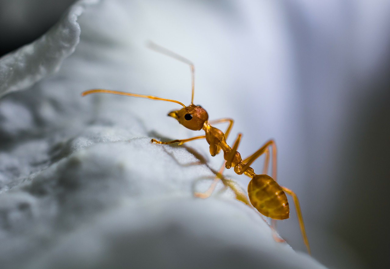 red ant, ant, macro-319068.jpg